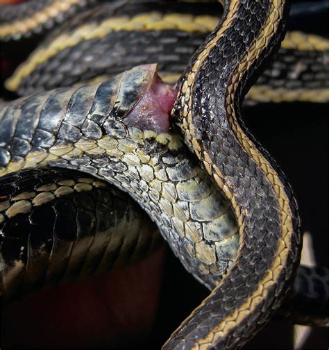 snake sex organs